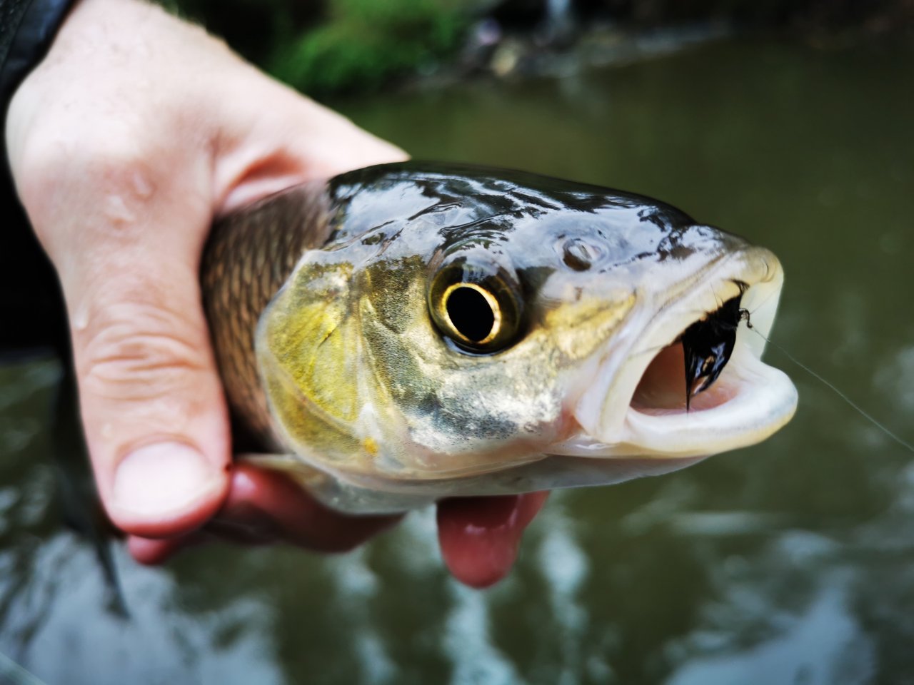 Lit�vka nad soutokem s Berounkou