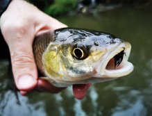 Litávka nad soutokem s Berounkou