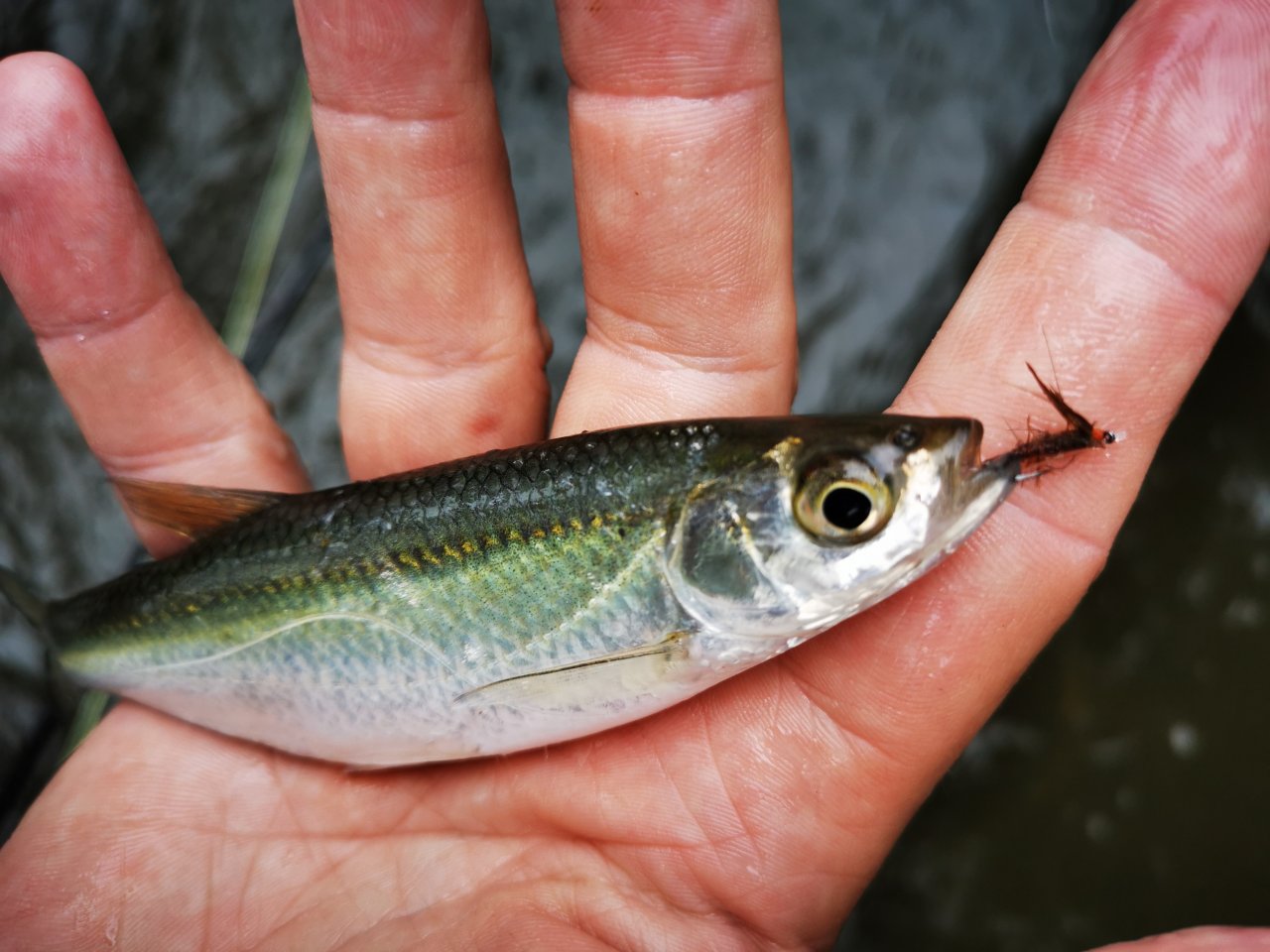 Lit�vka nad soutokem s Berounkou