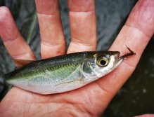 Litávka nad soutokem s Berounkou