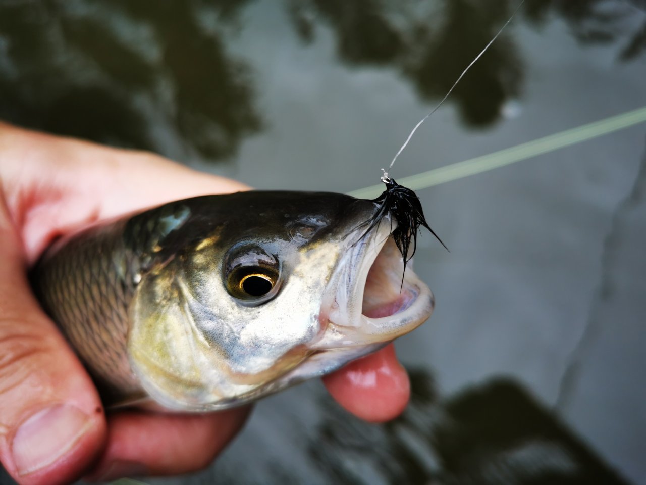 Lit�vka nad soutokem s Berounkou