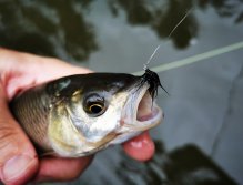 Litávka nad soutokem s Berounkou