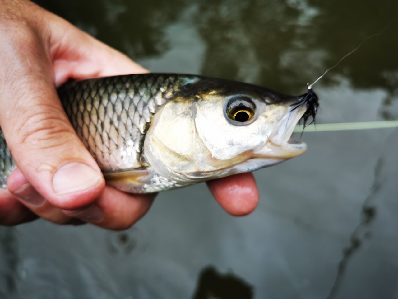 Lit�vka nad soutokem s Berounkou