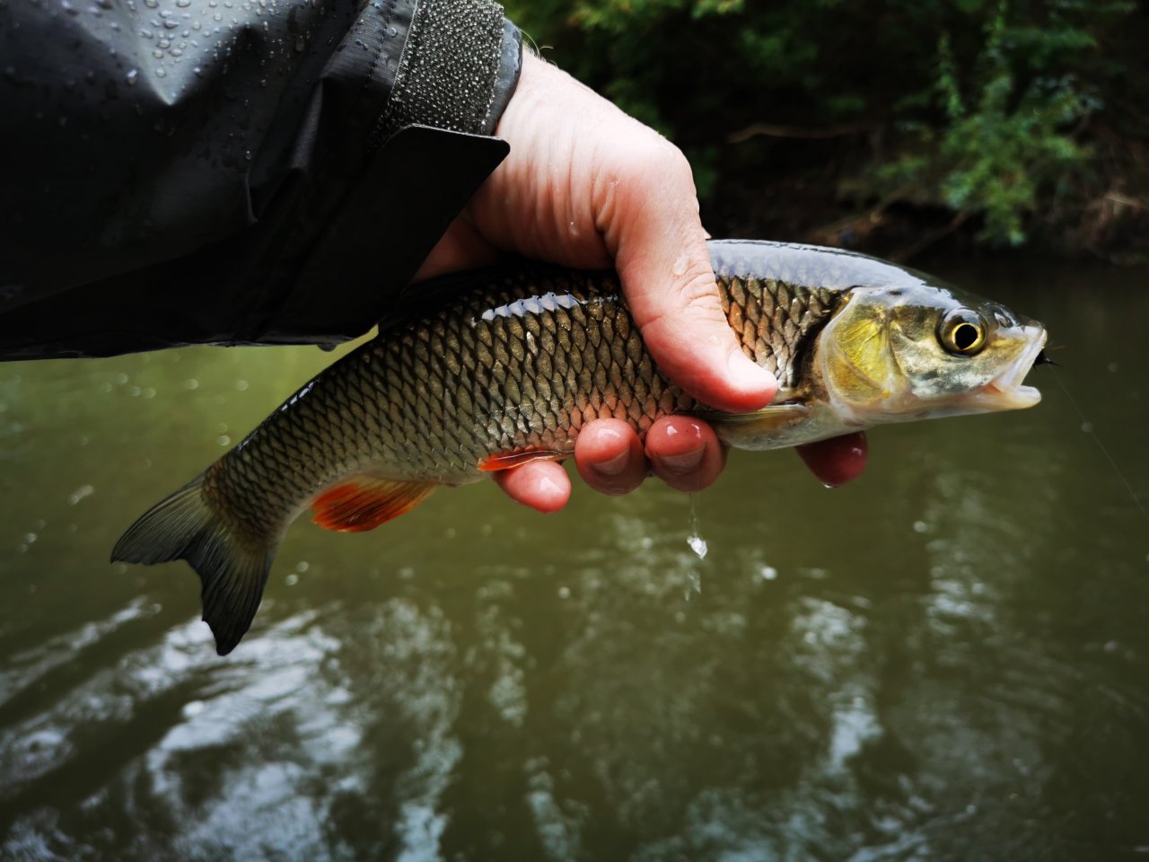 Lit�vka nad soutokem s Berounkou