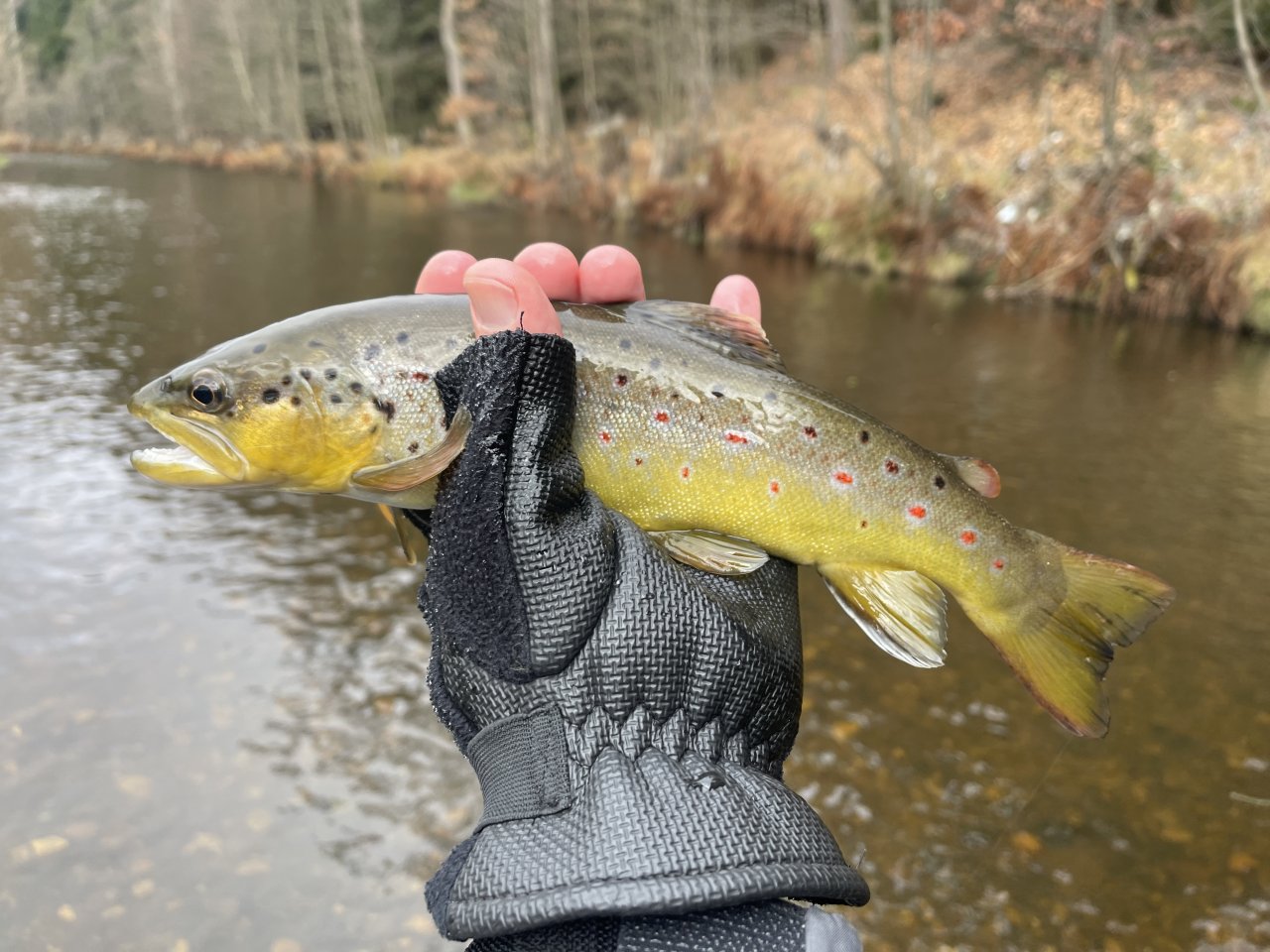 Svatava u zahr�dk��sk� kolonie ve Svatav�