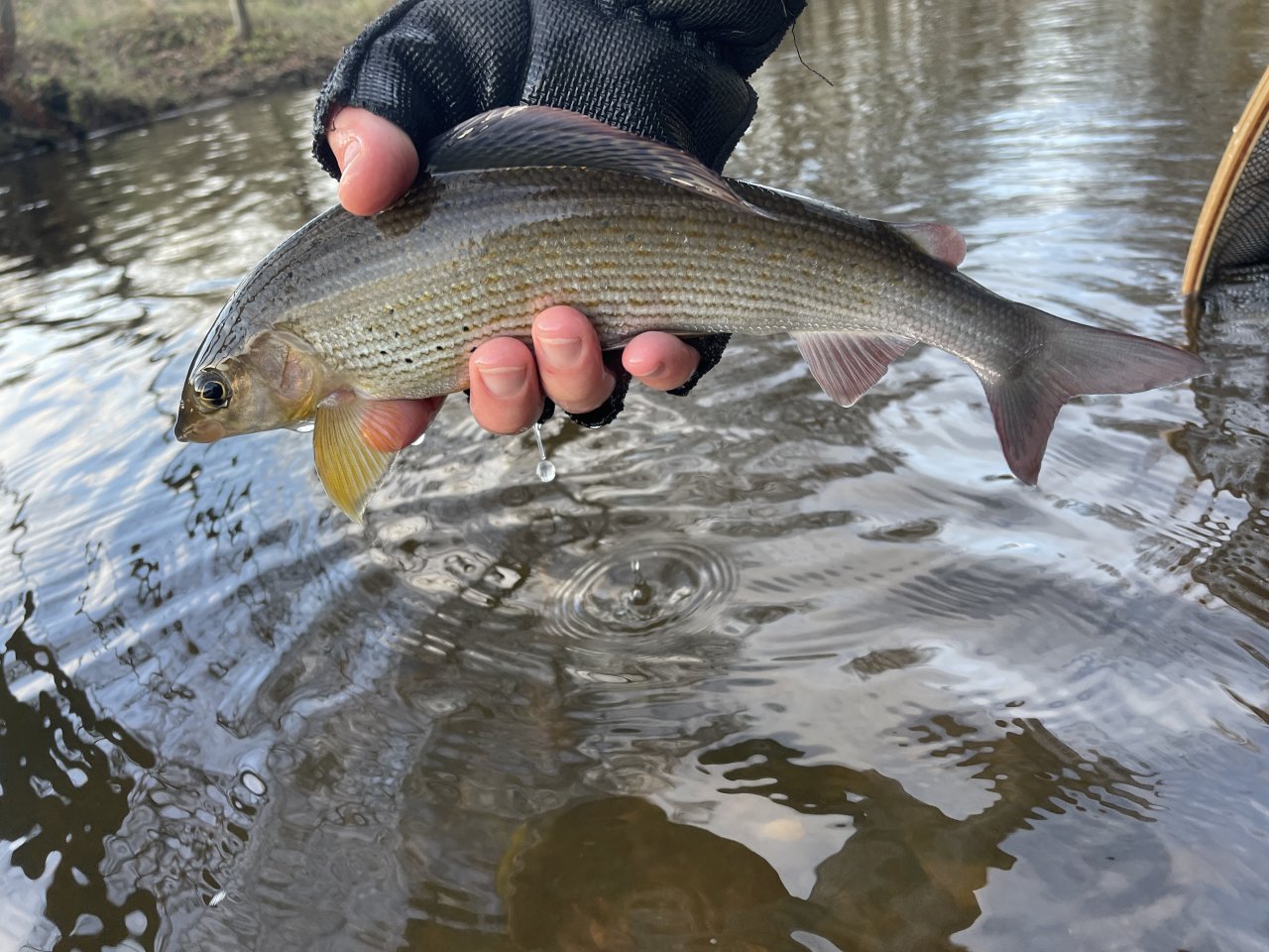 Svatava pod �isti�kou ve Svatav�