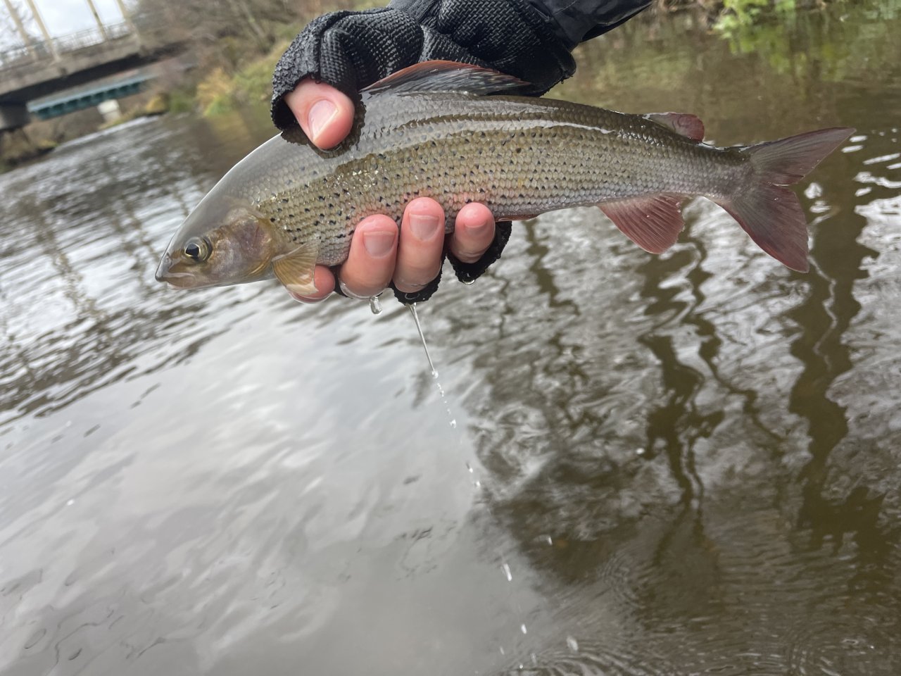 Soutok Svatavy a Oh�e