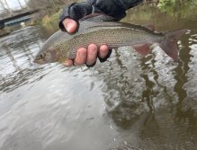 Soutok Svatavy a Ohře