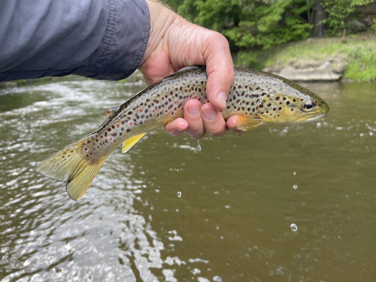 Mal�e na soutoku s �ernou