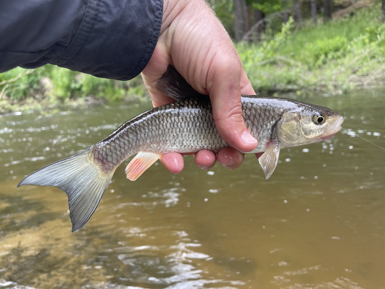 Mal�e na soutoku s �ernou