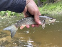Malše na soutoku s Černou