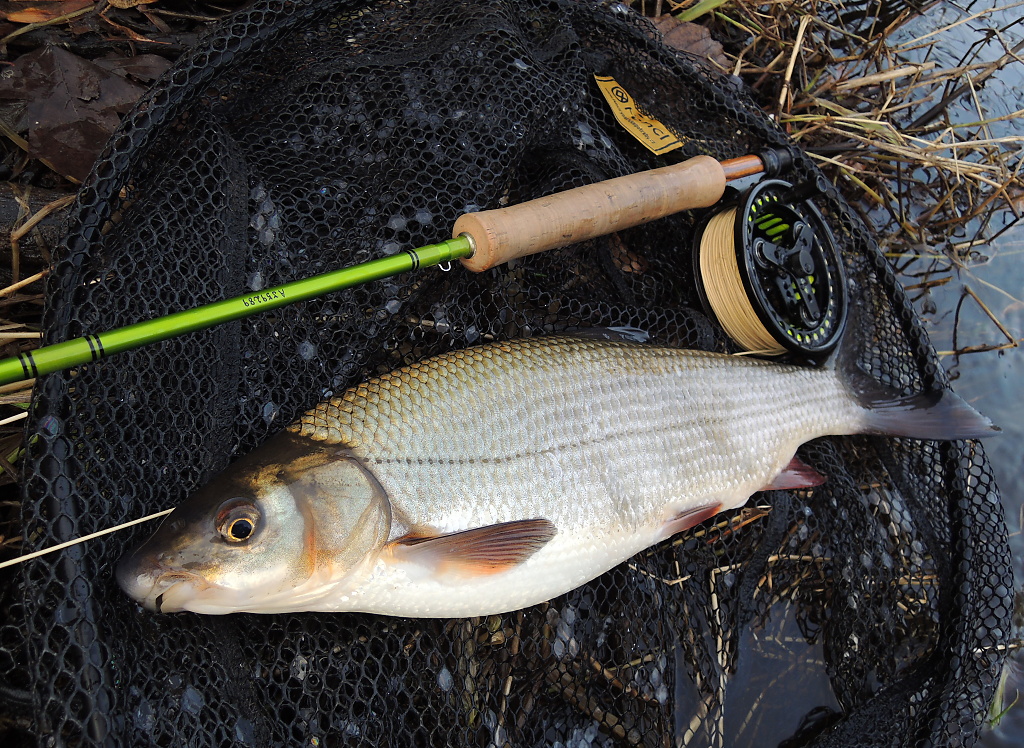 Velk� ostroretka v podb�r�ku King 2 XL z brzk� jarn� v�pravy na mou obl�benou �eku.