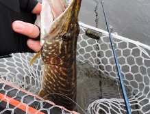 Teď už jen zkřehlými prsty vyndat ze štičí tlamy velký okounový streamer a krásný dravec bude opět volný!