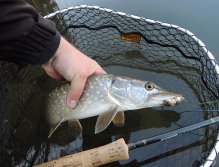 Jedná krásná štička z posledního dne rybářské sezony 2020! Stačil okounkový streamer, pud lovce a pak už jen jeden zkušený "karate švih" se skládacím teleskopickým podběrákem Fencl a štika byla v síti! :-)