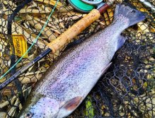 A tento krásně vybarvený duhák, který již bezpečně leží v šetrné pogumované síti mého oblíbeného sklápěcího jezerního podběráku Fencl to jednoznačně potvrzuje!