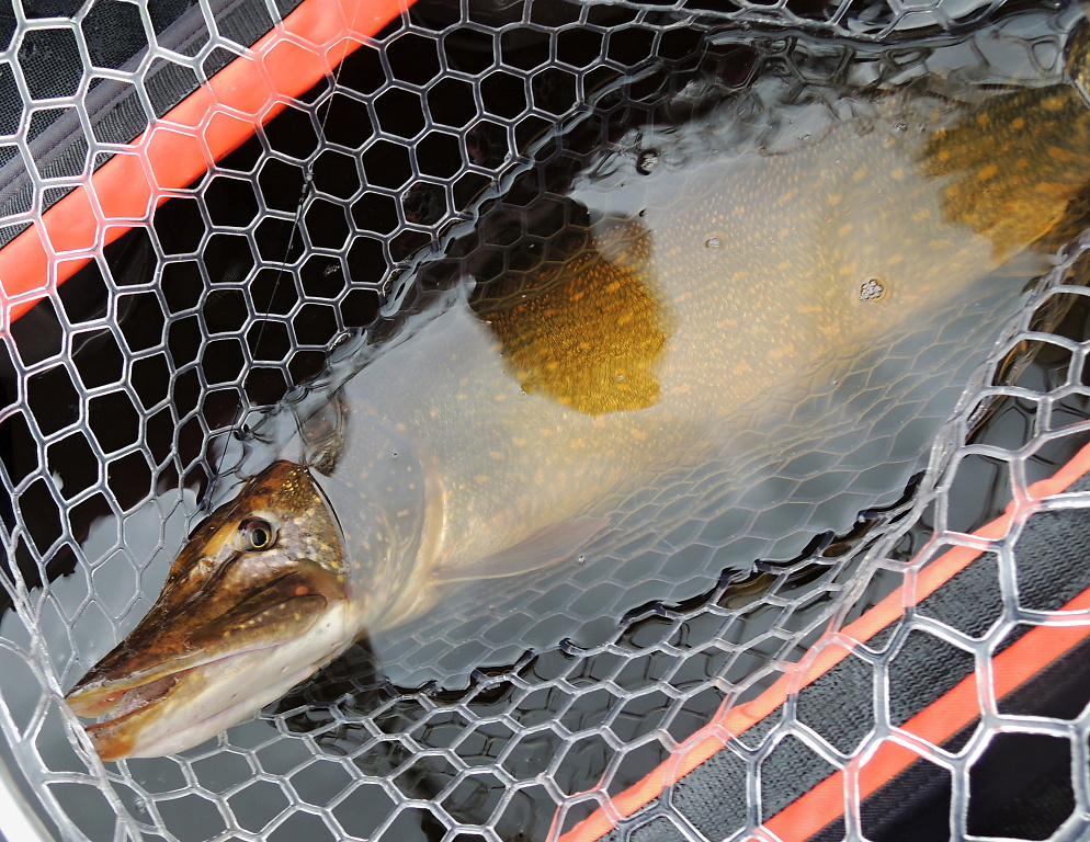 Pokud m�te na prutu opravdu velkou rybu, nechcete posledn� chv�le souboje s n� - jej� bezpe�n� vyloven� - ponechat n�hod�. Pokud tak u�in�te, m��ete o ni p�ij�t! J� jsem p�i m�ch podzimn�ch a zimn�ch v�prav�ch za dravci v�dy jezdil s velk�m podb�r�kem.