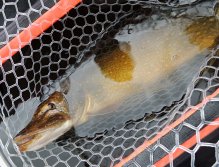 Pokud máte na prutu opravdu velkou rybu, nechcete poslední chvíle souboje s ní - její bezpečné vylovení - ponechat náhodě. Pokud tak učiníte, můžete o ni přijít! Já jsem při mých podzimních a zimních výpravách za dravci vždy jezdil s velkým podběrákem.