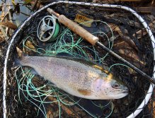 Pěkný podzimní duhák standardní velikosti z mé oblíbené malé stojaté vody.