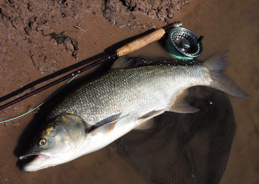 Bolen drav� je skv�l� sportovn� ryba a na mu�ka�sk�m n��in� um� v siln�m ���n�m proudu state�n� a f�rov� zabojovat! Pokud jste boleny je�t� nelovili, ur�it� to zkuste, je to z�bava!