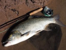 Bolen dravý je skvělá sportovní ryba a na muškařském náčiní umí v silném říčním proudu statečně a férově zabojovat! Pokud jste boleny ještě nelovili, určitě to zkuste, je to zábava!