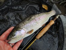 Starší říční duhák neodolal a pod spadeným kmenem sebral moji nymfu. Po napínavém souboji, ve kterém jsem nakonec zvítězil, byl podebrán, šetrně vyfotografován a rychle puštěn zpět do jeho tůně!