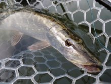 Ani pěkná menší štika nemůže tomuto podběráku odolat! ;-)