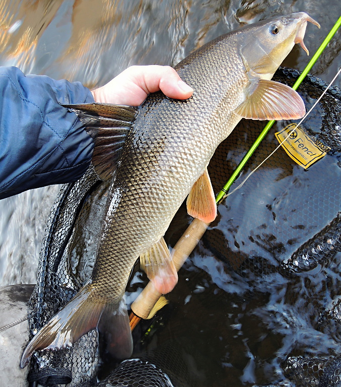 Kr�sn� ���n� kr�lovna pr�v� vyplouv� z mu�ka�sk�ho podb�r�ku Fencl King 2 ve velikosti XL, kter� je v�te�n� pro podeb�r�n� v�t��ch ryb.