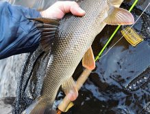 Krásná říční královna právě vyplouvá z muškařského podběráku Fencl King 2 ve velikosti XL, který je výtečný pro podebírání větších ryb.