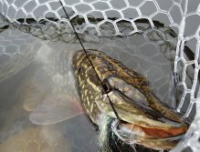 Z očí do očí s krásně vybarvenou zimní štikou, která právě nabírá síly v mém oblíbeném jezerním podběráku MAX, který používám při lovu velkých dravých a kaprovitých ryb!