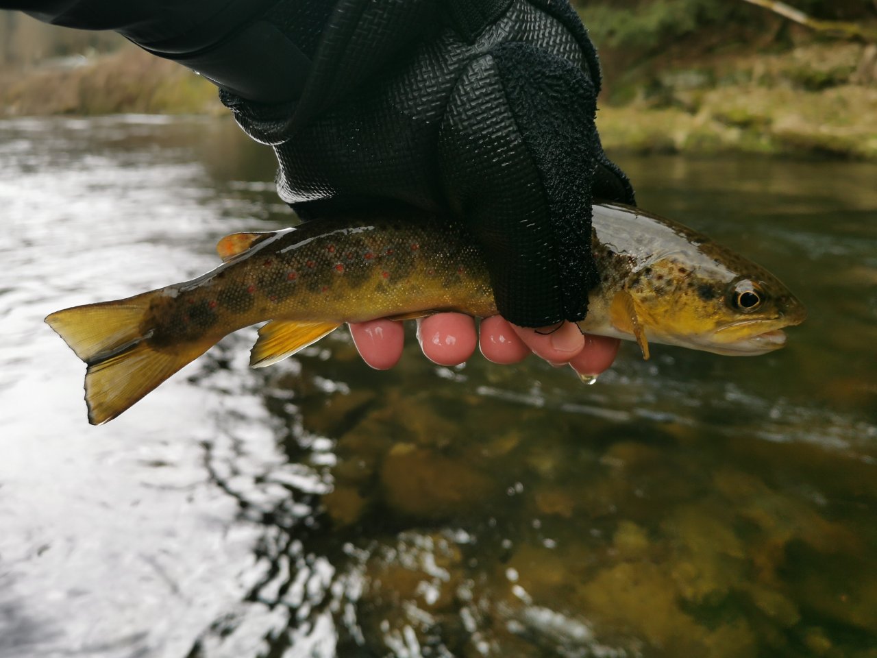 Pstruhov� zah�jen� na Labi