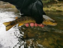 Pstruhové zahájení na Labi