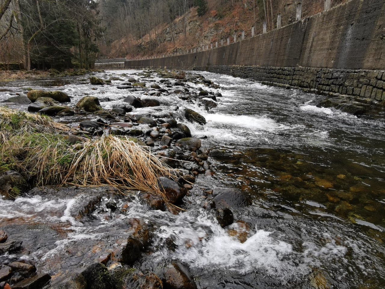 Pstruhov� zah�jen� na Labi