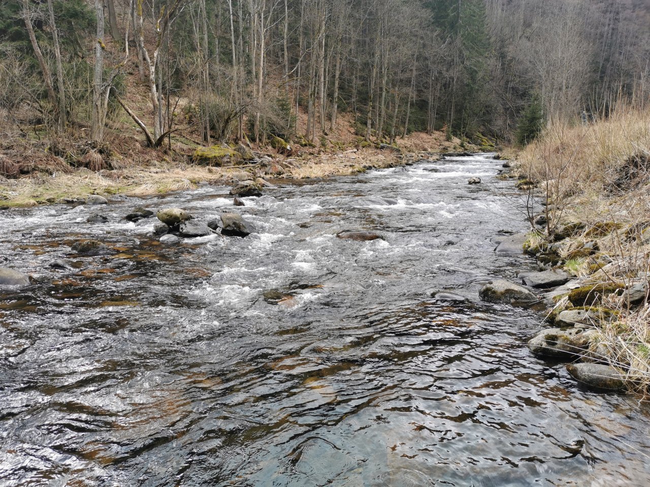 Pstruhov� zah�jen� na Labi