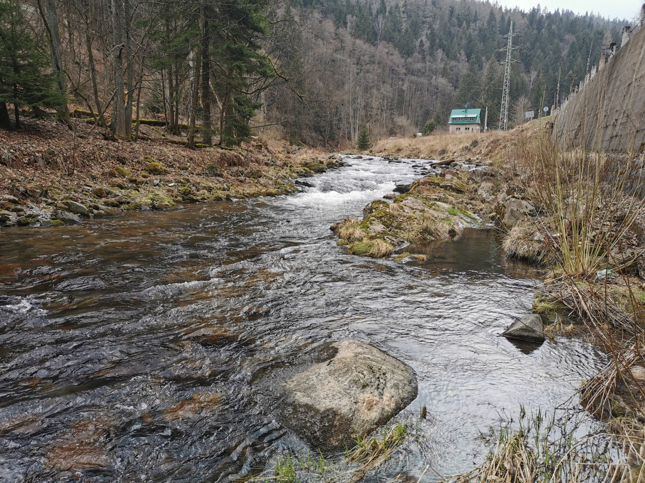 Pstruhov� zah�jen� na Labi