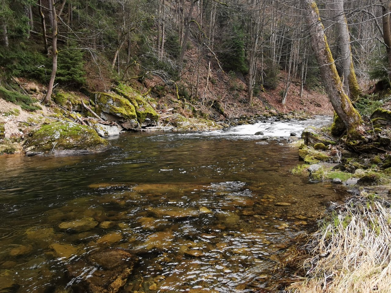 Pstruhov� zah�jen� na Labi