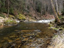 Pstruhové zahájení na Labi