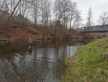 Pstruhové zahájení na Labi