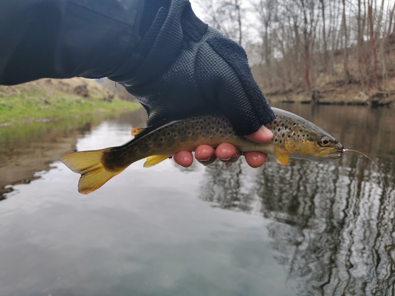 Pstruhov� zah�jen� na Labi