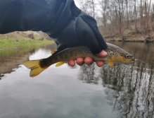 Pstruhové zahájení na Labi