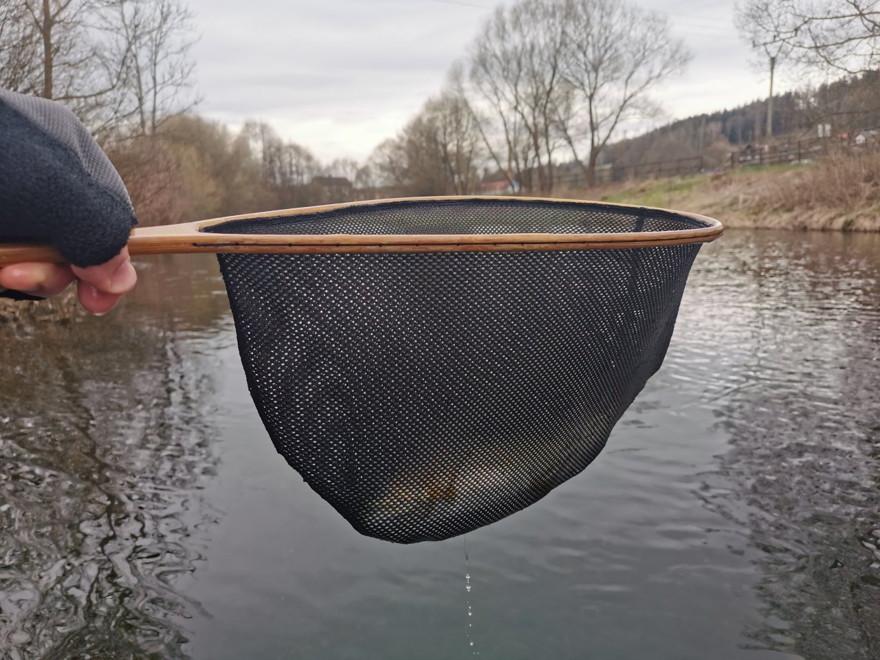 Pstruhov� zah�jen� na Labi