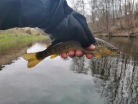 Pstruhov zahjen na Labi