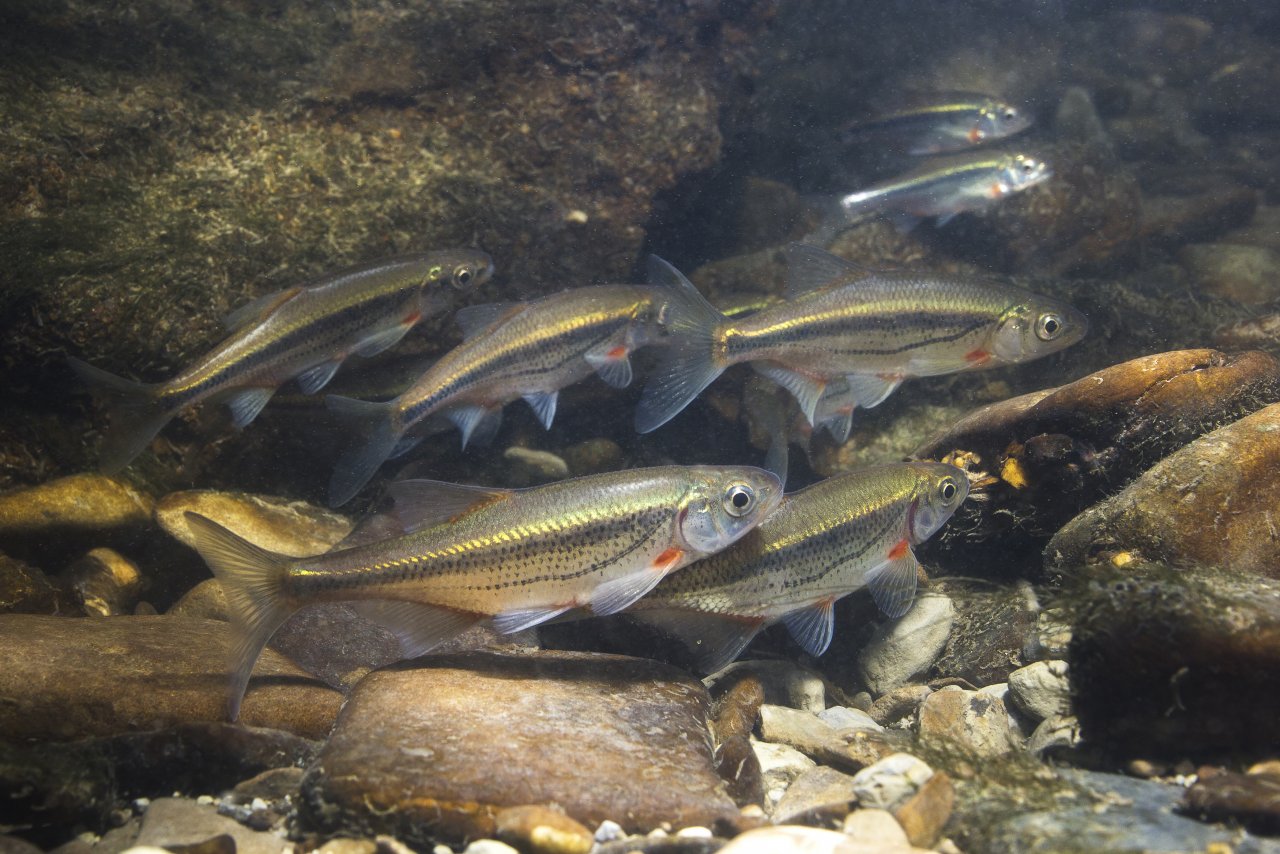 Ouklejka pruhovan�