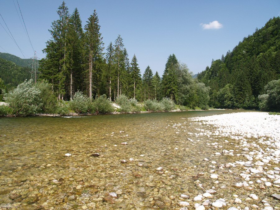 Sava Bohinjka