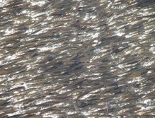 Bílá ryba v jezeře Bohinj