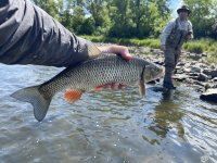 Muškaření Vltava Trója