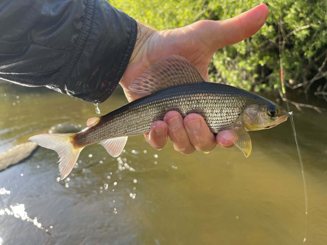 Mal�e pod Doln�m Dvo�i�t�m