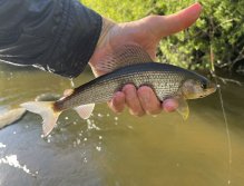 Malše pod Dolním Dvořištěm