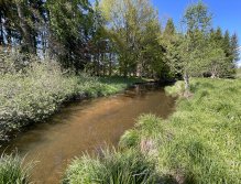 Malše pod Dolním Dvořištěm