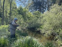 Malše pod Dolním Dvořištěm