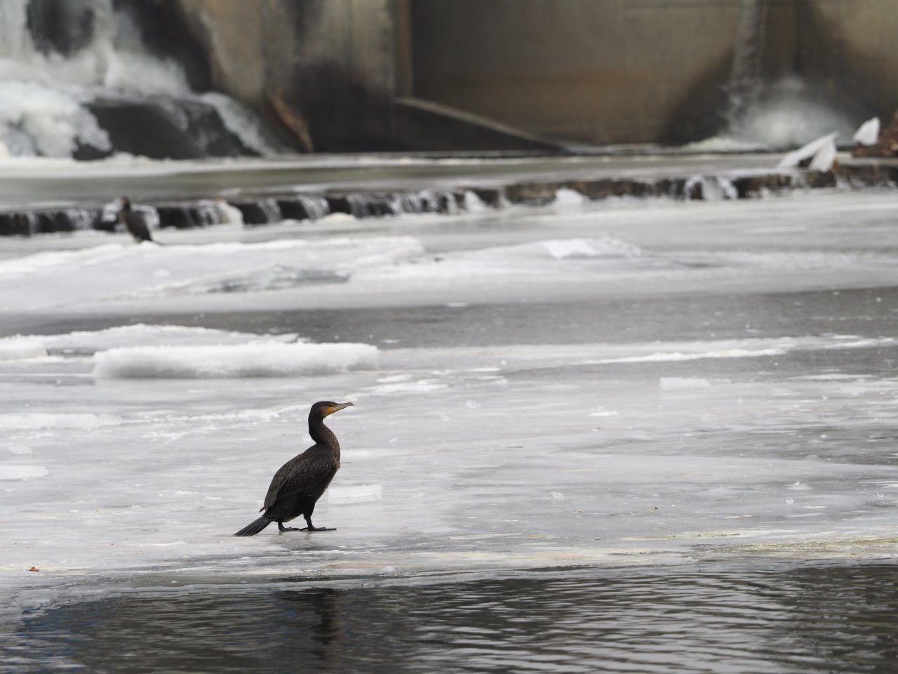 Kormor�n� na Berounce 3 v Beroun�